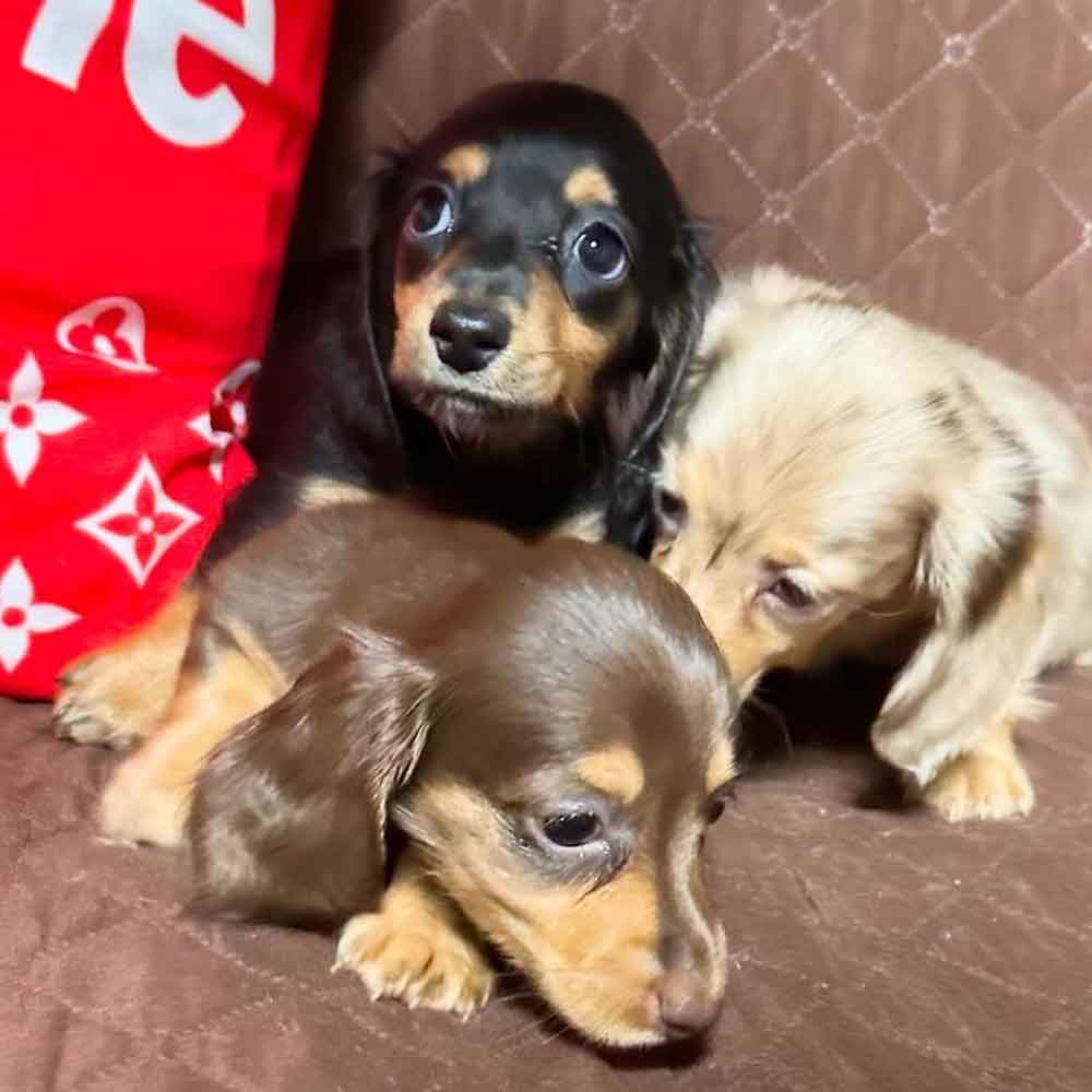 Willow, Isla, and Hazel